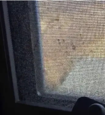 Window Screen Cleaning & Rescreening