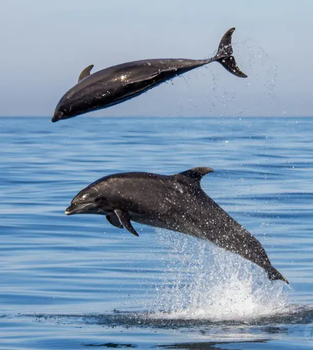 2 Dolphins in Dana Point CA Ocean 2 Dolphins in Dana Point CA Ocean